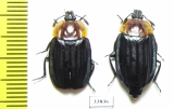 Necrophila cyaniventris, pair  Laos - INSECTS-STORE.RU