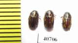 Carabidae sp.  India - INSECTS-STORE.RU