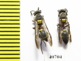 Hymenoptera sp.  Argentina - INSECTS-STORE.RU