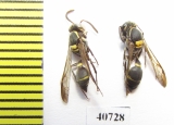 Hymenoptera sp.  Argentina - INSECTS-STORE.RU