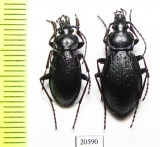 Carabus (Morphocarabus) odoratus melleus?, pair  Russia, Burjatia reg. - INSECTS-STORE.RU