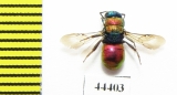 Chrysididae sp.  Kazakhstan - INSECTS-STORE.RU