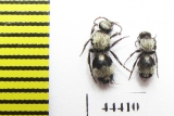 Mutillidae sp.  Kazakhstan - INSECTS-STORE.RU
