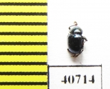 Chrysomelidae sp.  Malaysia, Borneo - INSECTS-STORE.RU