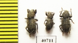 Curculionidae sp.  Malaysia, Borneo - INSECTS-STORE.RU
