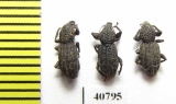 Curculionidae sp.  Malaysia, Borneo - INSECTS-STORE.RU