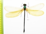 Odonata sp.  Indonesia, Sulawesi - INSECTS-STORE.RU