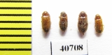 Ptilodactylidae sp.  Malaysia, Borneo - INSECTS-STORE.RU