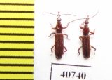Brentidae sp.  Thailand - INSECTS-STORE.RU