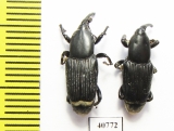 Curculionidae sp.  Thailand - INSECTS-STORE.RU