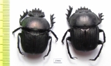 Kheper subaeneus  Togo - INSECTS-STORE.RU