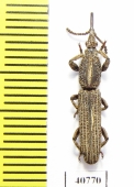 Brentidae sp.  Thailand - INSECTS-STORE.RU