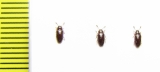 Erotylidae sp.  Malaysia - INSECTS-STORE.RU