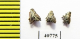 Curculionidae sp.  Peru - INSECTS-STORE.RU