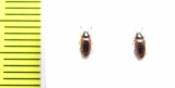 Erotylidae sp.  India - INSECTS-STORE.RU