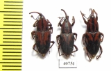 Curculionidae sp.  Peru - INSECTS-STORE.RU