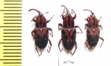 Curculionidae sp.  Peru - INSECTS-STORE.RU
