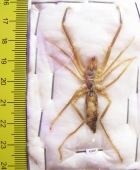 Arachnida, Solifugidae sp.  Kazakhstan - INSECTS-STORE.RU
