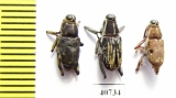 Curculionidae sp.  Peru - INSECTS-STORE.RU