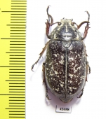 Polyphylla irrorata, male  Kazakhstan - INSECTS-STORE.RU
