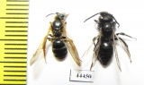 Hymenoptera sp.  Kazakhstan - INSECTS-STORE.RU