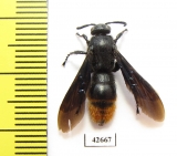 Scoliidae sp.  Kazakhstan - INSECTS-STORE.RU