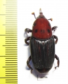Curculionidae sp.  Thailand - INSECTS-STORE.RU
