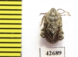 Bruchidae sp.  South Africa Rep. - INSECTS-STORE.RU