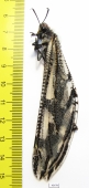Myrmeleontidae sp.  South Africa Rep. - INSECTS-STORE.RU