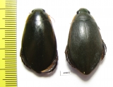 Cybister lateralimarginalis, pair  Russia, Astrakhan reg. - INSECTS-STORE.RU