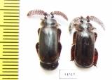 Paussinae sp.  South Africa Rep. - INSECTS-STORE.RU