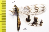 Myrmeleontidae sp.  South Africa Rep. - INSECTS-STORE.RU