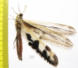 Myrmeleontidae sp.  South Africa Rep. - INSECTS-STORE.RU