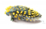 Julodis viridipes ssp.1  South Africa Rep. - INSECTS-STORE.RU