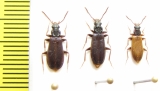 Pythidae, Pytho depressus  Russia, Tver reg. - INSECTS-STORE.RU