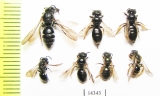 Hymenoptera sp.  Russia, Tver reg. - INSECTS-STORE.RU