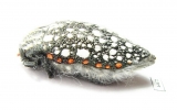 Julodis sulcicollis ssp.  South Africa Rep. - INSECTS-STORE.RU