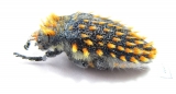 Julodis sp.  South Africa Rep. - INSECTS-STORE.RU