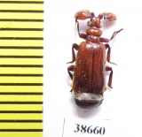 Paussinae sp.  Ethiopia - INSECTS-STORE.RU