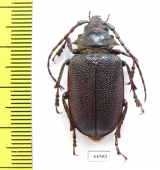 Sceleocantha pilosicollis  Australia - INSECTS-STORE.RU