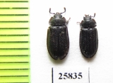 Grynocharis oblonga  Russia, Tver reg. - INSECTS-STORE.RU