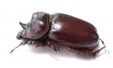 Strategus sp.  Mexico - INSECTS-STORE.RU
