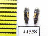 Buprestidae sp., Thailand - INSECTS-STORE.RU