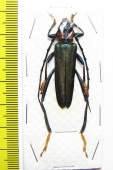 Aphrodisium faldermannii  Thailand - INSECTS-STORE.RU