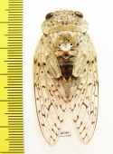 Homoptera sp.  Madagascar - INSECTS-STORE.RU