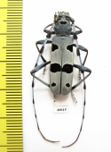 Rosalia alpina, male  Moldova - INSECTS-STORE.RU