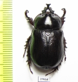 Cyphonistes sp.  South Africa Rep. - INSECTS-STORE.RU