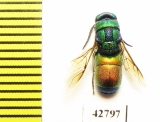 Chrysididae sp.  Kazakhstan - INSECTS-STORE.RU