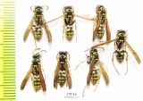 Hymenoptera sp.  Tajikistan - INSECTS-STORE.RU