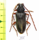 Cerambycidae sp.  South Africa Rep. - INSECTS-STORE.RU
